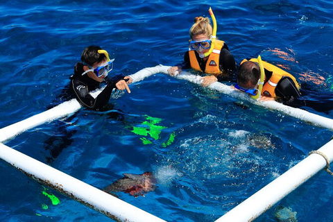 Cruise To Outer Reef - Cruise Return Plus 10 Minute Scenic Flight - Accommodation Bookings 6