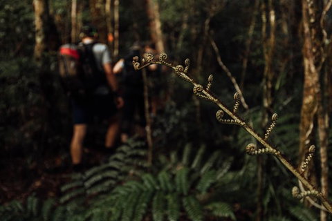 Cairns Rainforest Hiking Experience Incredible Mountains Remote Waterfall - Accommodation Bookings 2
