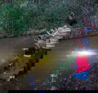 Rainforest  Nocturnal Wildlife Tour - Accommodation Bookings