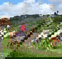 Horse Riding with Petting Zoo Visit in Cairns - Accommodation Bookings