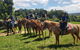Horse And ATV Riding With A Visit To A Petting Zoo From Cairns - thumb 1