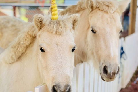 Horse And ATV Riding With A Visit To A Petting Zoo From Cairns - Accommodation Bookings 4