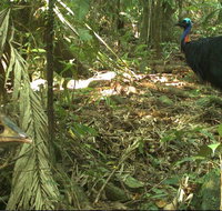 Small-Group Trekking Experience in Daintree National Park - Accommodation Bookings