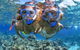 2-Day Great Barrier Reef And Daintree Rainforest Combo Package - thumb 3