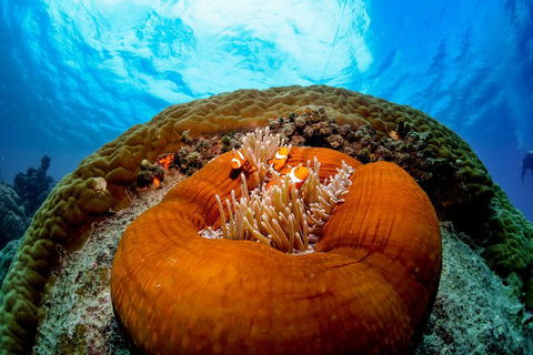 2-Day Great Barrier Reef And Daintree Rainforest Combo Package - Accommodation Bookings 2