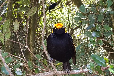 Limited Group Gold Coast Lamington National Park Tour - Accommodation Bookings 2