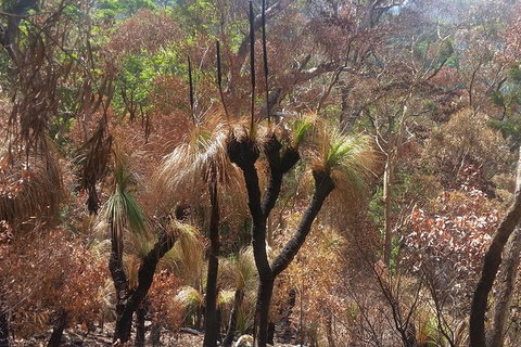 Limited Group Gold Coast Lamington National Park Tour - Accommodation Bookings 4