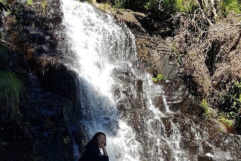 Limited Group Gold Coast Lamington National Park Tour - Accommodation Bookings 7