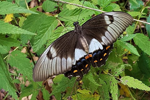 Limited Group Gold Coast Lamington National Park Tour - Accommodation Bookings 3