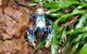 Limited Group Gold Coast Lamington National Park Tour - thumb 5