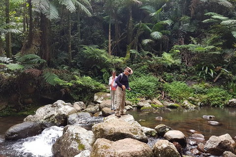 Limited Group Gold Coast Lamington National Park Tour - Accommodation Bookings 0