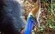 Virtual Interactive Australian Wildlife Tour With Private Guide-Wildlife Habitat - thumb 5