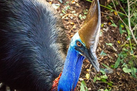 Virtual Interactive Australian Wildlife Tour With Private Guide-Wildlife Habitat - Accommodation Bookings 5