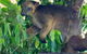 Virtual Interactive Australian Wildlife Tour With Private Guide-Wildlife Habitat - thumb 1