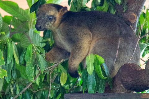 Virtual Interactive Australian Wildlife Tour With Private Guide-Wildlife Habitat - Accommodation Bookings 1