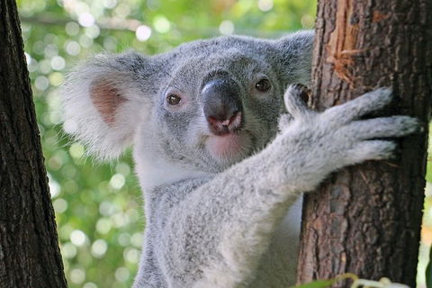 Virtual Interactive Australian Wildlife Tour With Private Guide-Wildlife Habitat - Accommodation Bookings 0