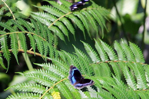 Australian Butterfly Sanctuary- Virtual Interactive Tour With Private Guide - Accommodation Bookings 3