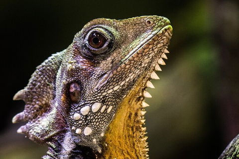 Cairns Aquarium By Twilight With 3 Course Dinner - Accommodation Bookings 5