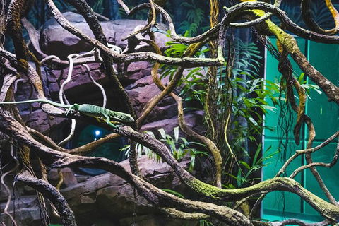 Cairns Aquarium By Twilight With 3 Course Dinner - Accommodation Bookings 8