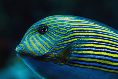 Cairns Aquarium By Twilight With 3 Course Dinner - Accommodation Bookings 4