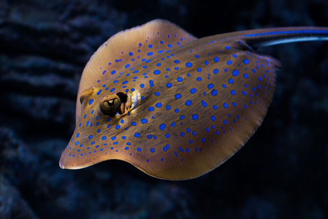 Cairns Aquarium By Twilight With 3 Course Dinner - Accommodation Bookings 2