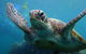 2 Night Whitsunday Islands Cruise On Atlantic Clipper From Airlie Beach - thumb 6