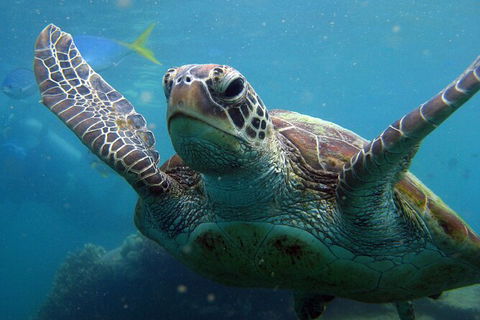 2 Night Whitsunday Islands Cruise On Atlantic Clipper From Airlie Beach - Accommodation Bookings 6