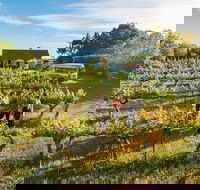 Barossa Valley Highlights from Barossa Valley Including Wine and Cheese Tasting - Accommodation Bookings