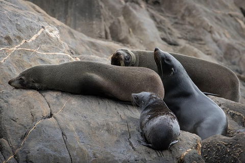 Kangaroo Island Ocean Safari - Snorkeling Safari - Accommodation Bookings 7
