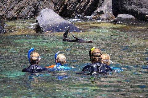 Kangaroo Island Ocean Safari - Snorkeling Safari - Accommodation Bookings 4