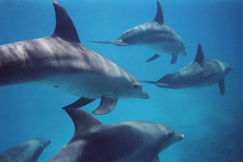 Kangaroo Island Ocean Safari - Snorkeling Safari - Accommodation Bookings 3