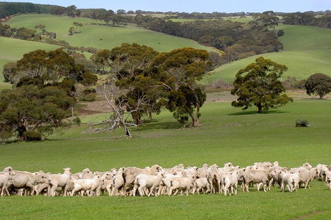 Kangaroo Island Luxury Small Group \'Island Life\' Full Day Tour - Accommodation Bookings 4