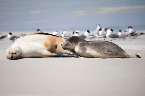 Kangaroo Island Luxury Small Group \'Island Life\' Full Day Tour - Accommodation Bookings 3