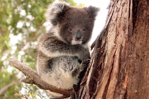 Kangaroo Island Luxury Small Group \'Island Life\' Full Day Tour - Accommodation Bookings 0