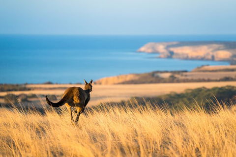 2-Day Kangaroo Island Safari From Adelaide - Accommodation Bookings 0