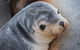 2-Day Kangaroo Island Safari From Adelaide - thumb 9