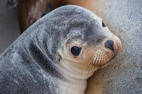 2-Day Kangaroo Island Safari From Adelaide - Accommodation Bookings 9