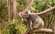 2-Day Kangaroo Island Safari From Adelaide - thumb 13
