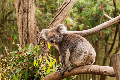 2-Day Kangaroo Island Safari From Adelaide - Accommodation Bookings 13