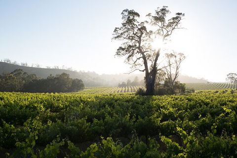 Estate Tour From Soil To Glass - Accommodation Bookings 2