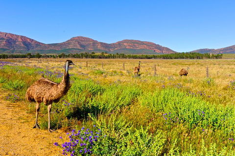 3-Day Wilpena Private Glamping Package With Scenic Flight - Accommodation Bookings 4