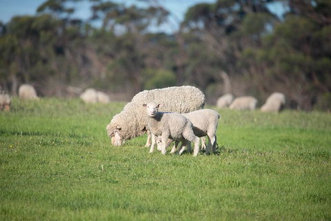 Fine Flavours - Full Day Kangaroo Island Food & Wine Tour - Accommodation Bookings 9