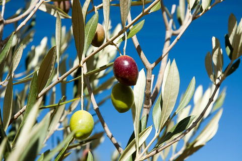 Fine Flavours - Full Day Kangaroo Island Food & Wine Tour - Accommodation Bookings 3