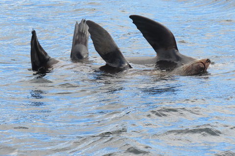 Derwent River Day Sail From Sullivan Cove And Return - Accommodation Bookings 5