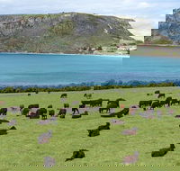 Cruise Ship Excursion Stanley - Accommodation Bookings