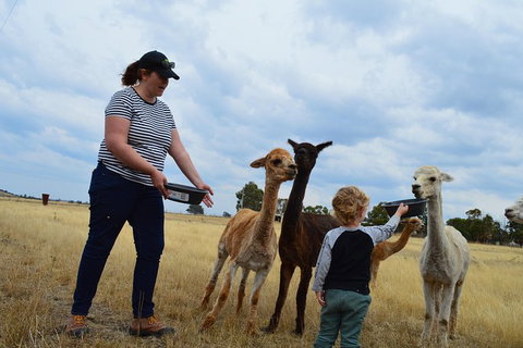 Alpaca Farm Tours With Toffeemont - Accommodation Bookings 4
