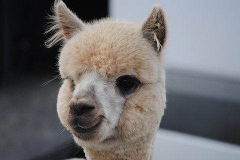 Alpaca Farm Tours With Toffeemont - Accommodation Bookings 0