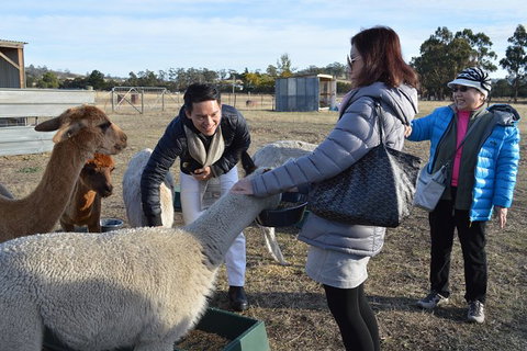 Alpaca Farm Tours With Toffeemont - Accommodation Bookings 2