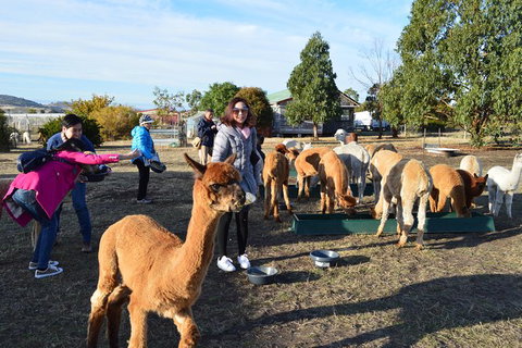 Alpaca Farm Tours With Toffeemont - Accommodation Bookings 5
