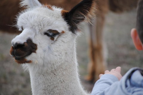 Alpaca Farm Tours With Toffeemont - Accommodation Bookings 1